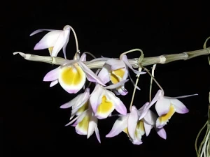 Bild von Dendrobium gratiotissimum 1